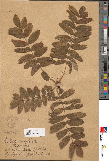 spécimen de Sorbus domestica