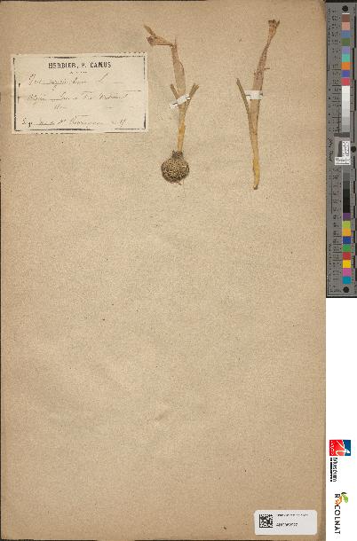 spécimen de Iris sisyrinchium