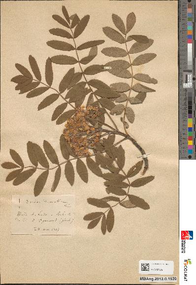 spécimen de Sorbus domestica