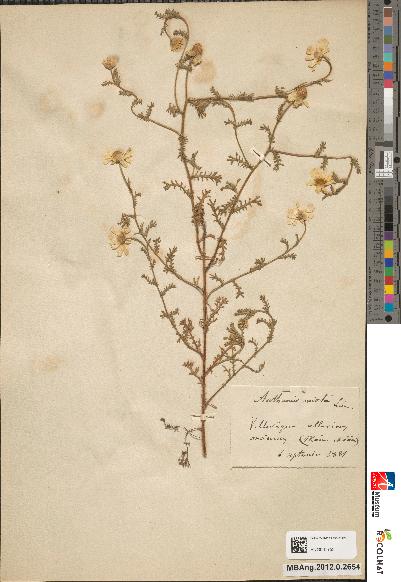 spécimen de Anthemis mixta