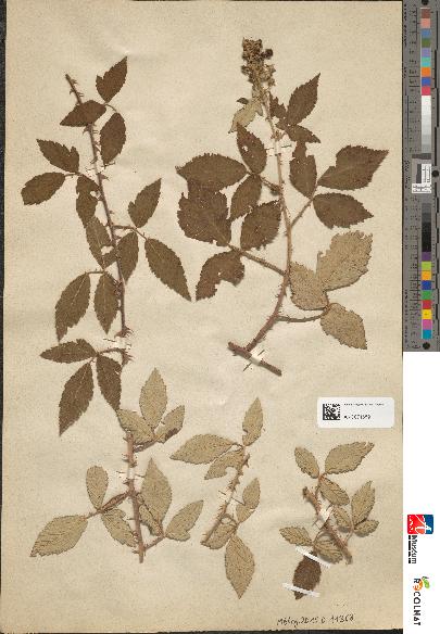 spécimen de Rubus thyrsoideus