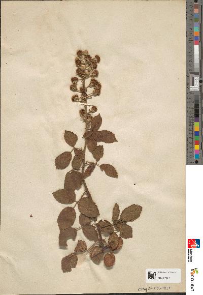 spécimen de Rubus rusticanus