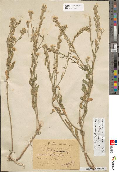 spécimen de Alyssum incanum