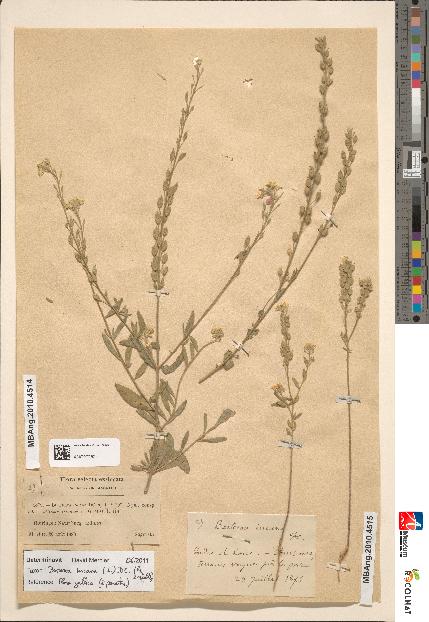 spécimen de Alyssum incanum