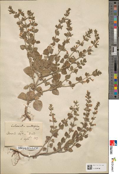 spécimen de Calamintha ascendens
