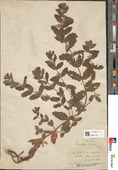 spécimen de Teucrium scordium