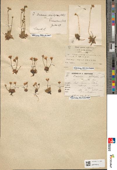 spécimen de Androsace obtusifolia