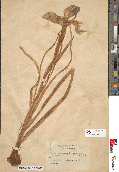 spécimen de Iris xiphioides