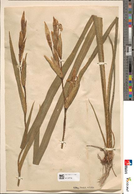 spécimen de Iris pseudacorus
