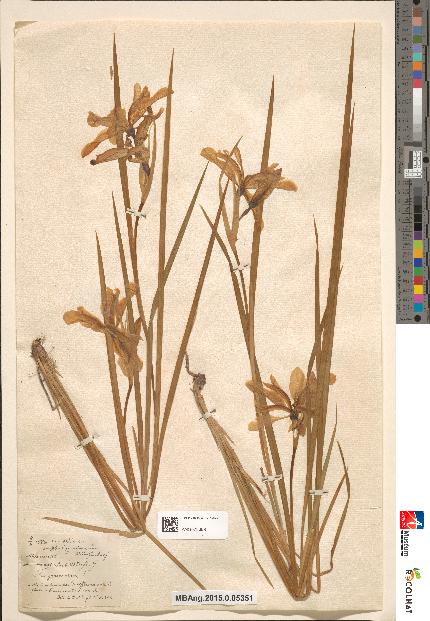 spécimen de Iris graminea
