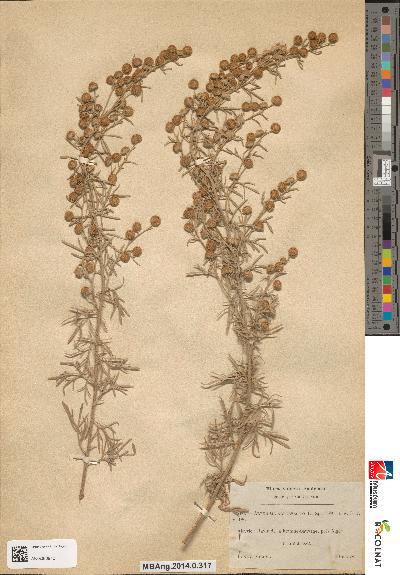 spécimen de Artemisia arborescens