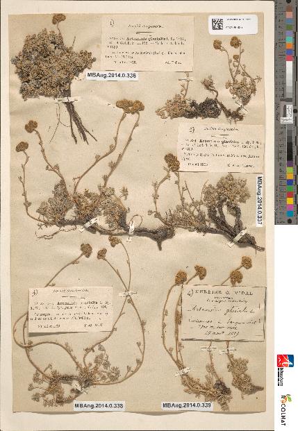 spécimen de Artemisia glacialis