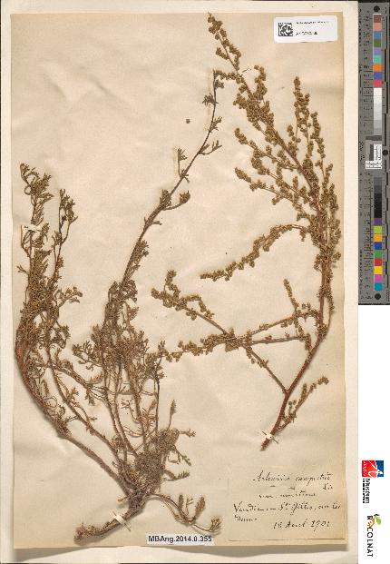 spécimen de Artemisia campestris