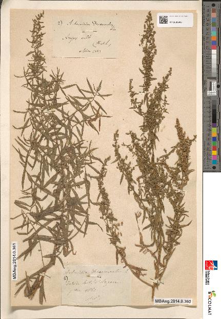 spécimen de Artemisia dracunculus