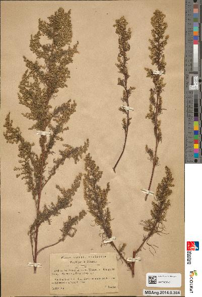spécimen de Artemisia scoparia