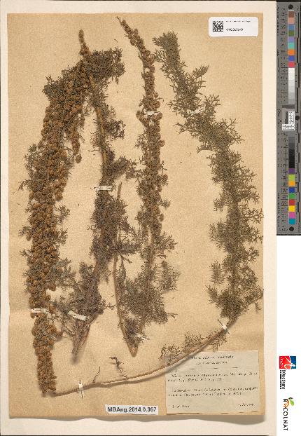 spécimen de Artemisia chamaemelifolia