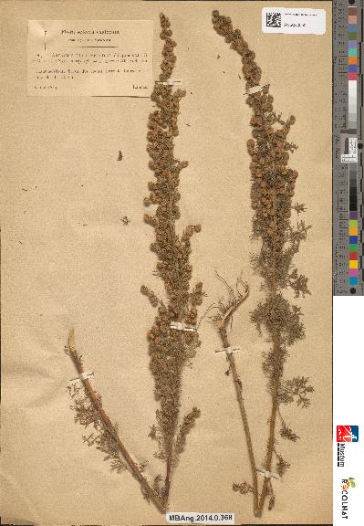 spécimen de Artemisia chamaemelifolia