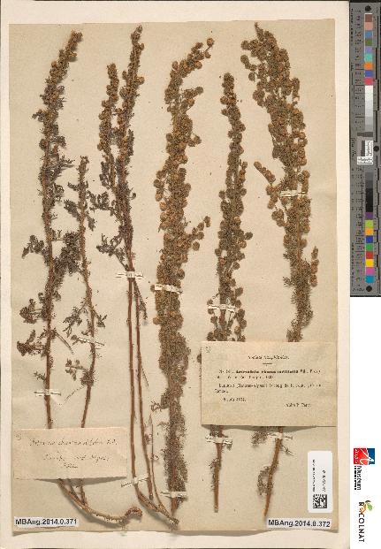 spécimen de Artemisia chamaemelifolia