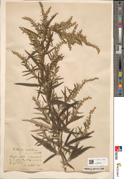 spécimen de Artemisia umbrosa