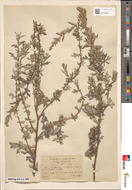 spécimen de Artemisia vestita