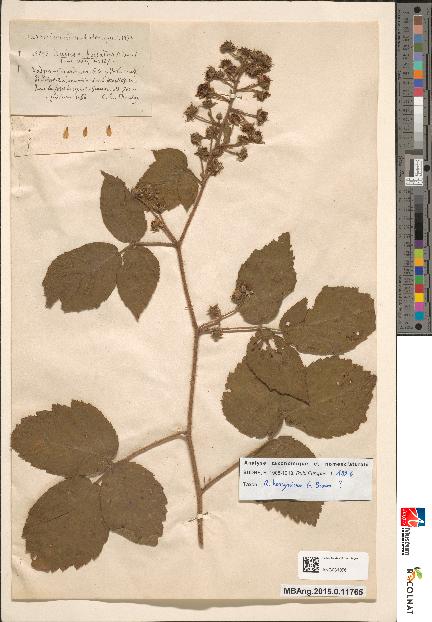 spécimen de Rubus orthocladus