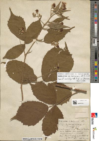 spécimen de Rubus ferrariarum