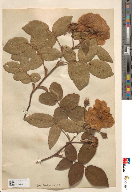 spécimen de Rosa gallica