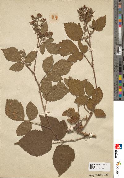 spécimen de Rubus rubelliflorus