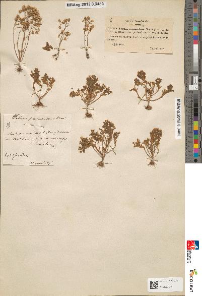 spécimen de Sedum villosum