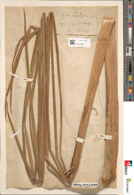 spécimen de Typha angustifolia