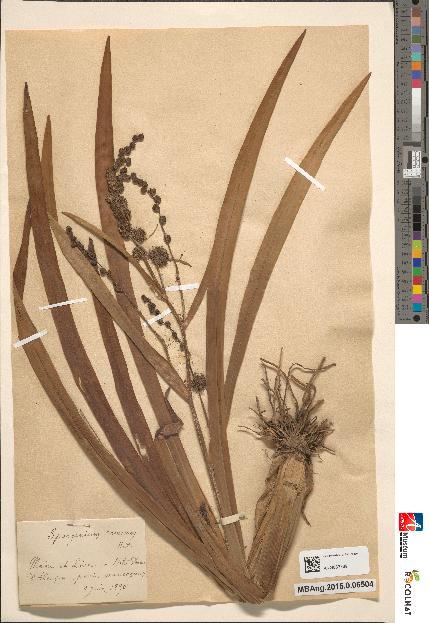 spécimen de Typha gracilis