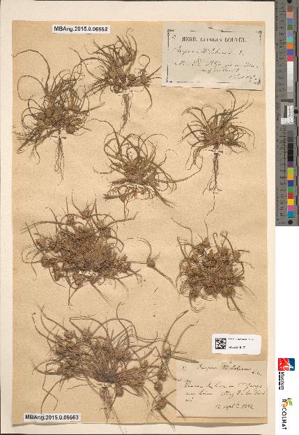 spécimen de Scirpus michelianus