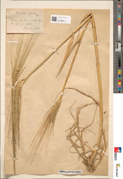 spécimen de Hordeum vulgare