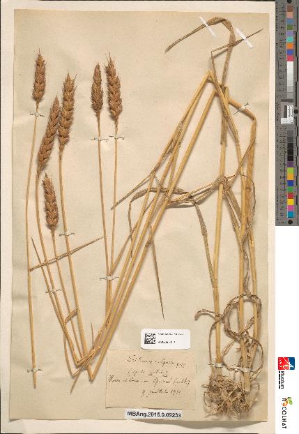 spécimen de Triticum vulgare