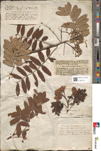 spécimen de Sorbus domestica