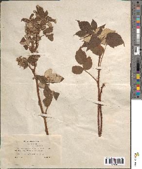spécimen de Rubus idaeus