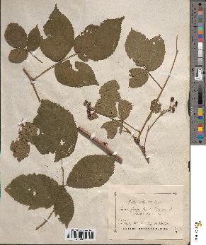 spécimen de Rubus suberectus