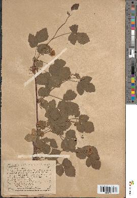 spécimen de Rubus caesius