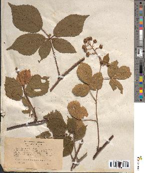 spécimen de Rubus hirtus