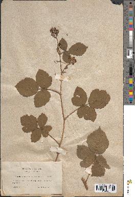 spécimen de Rubus sp.