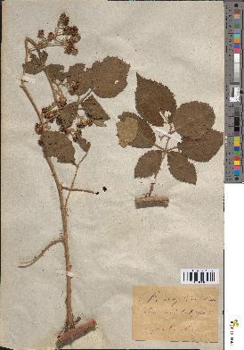 spécimen de Rubus sp.