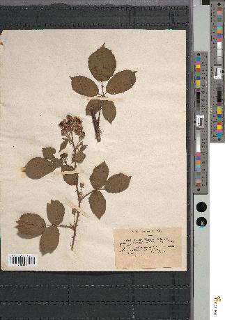 spécimen de Rubus sp.
