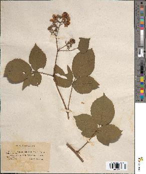 spécimen de Rubus sp.