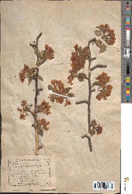 spécimen de Malus communis