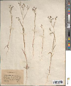 spécimen de Bupleurum gerardii