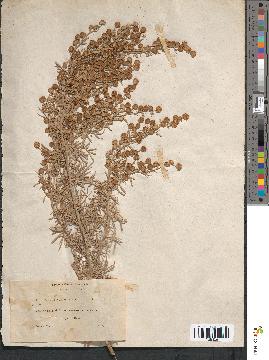 spécimen de Artemisia arborescens