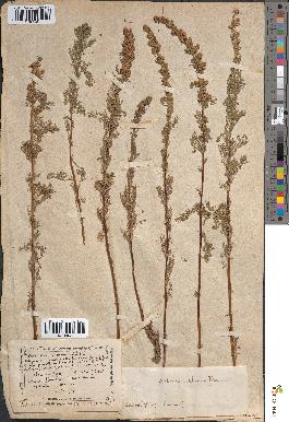 spécimen de Artemisia chamaemelifolia
