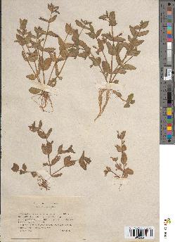 spécimen de Lindernia gratioloides