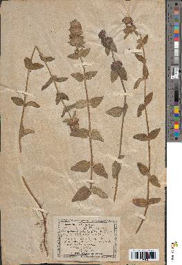 spécimen de Calamintha clinopodium