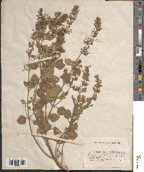 spécimen de Calamintha ascendens